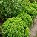 Ocimum basilicum 'Fin Vert Compact'